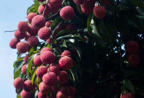 增城荔枝什么時候成熟?增城荔枝成熟季節