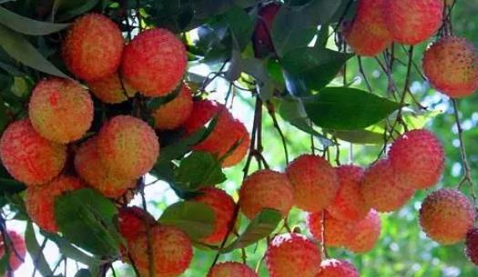 增城荔枝什么時候成熟?增城荔枝成熟季節