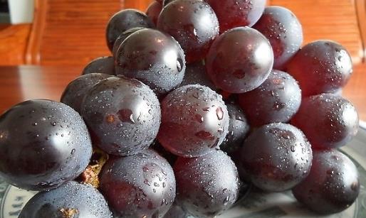 巨峰葡萄幾月份成熟?巨峰葡萄什么時候成熟