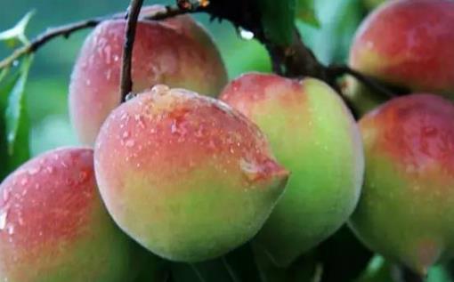 鷹嘴桃幾月份成熟?鷹嘴桃什么時候成熟