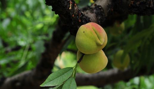 鷹嘴桃幾月份成熟?鷹嘴桃什么時候成熟