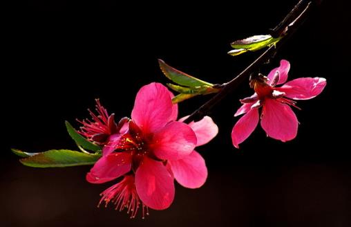 鷹嘴桃幾月份成熟?鷹嘴桃什么時候成熟