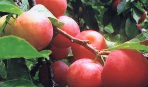 奈李什么時候成熟?奈李成熟季節