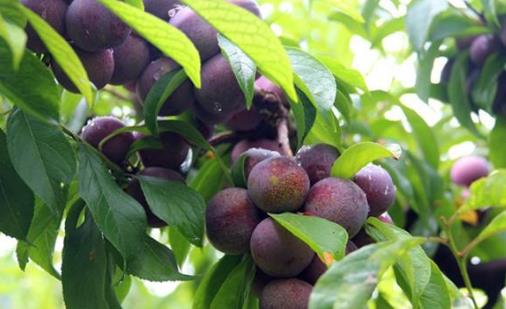 脆紅李什么時候成熟?脆紅李幾月成熟?