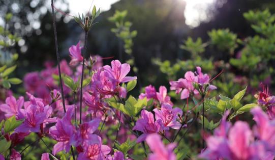 杜鵑花什么時候開 杜鵑花開花季節