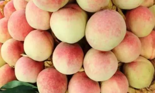 奉化水蜜桃什么時候上市?奉化水蜜桃上市時間