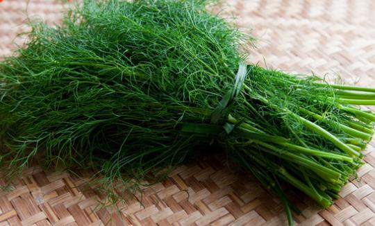 茴香菜什么時候種?茴香菜什么季節吃