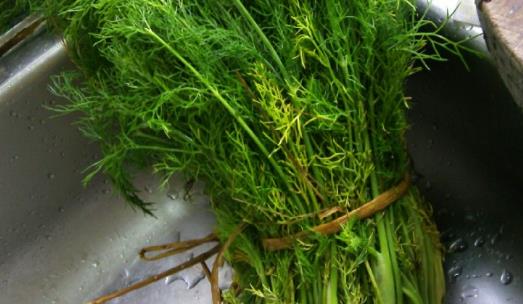 茴香菜什么時候種?茴香菜什么季節吃