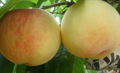 無錫水蜜桃什么時候上市 無錫水蜜桃上市時間