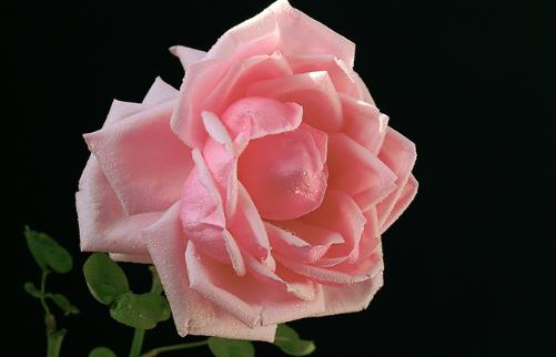 月季花什么時候插最好活?月季花怎么扦插成活率高?