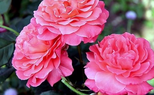 月季花什么時候插最好活?月季花怎么扦插成活率高?