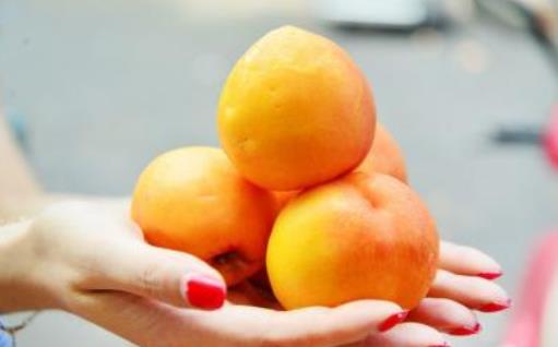 黃金油桃什么時候成熟?黃金油桃成熟季節