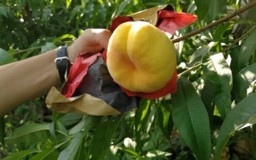 黃金油桃什么時候成熟?黃金油桃成熟季節