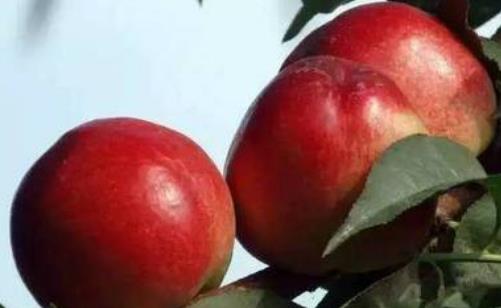 黃金油桃什么時候成熟?黃金油桃成熟季節