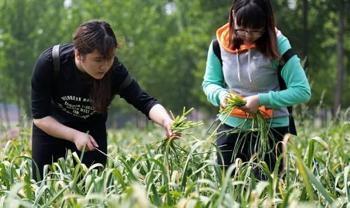 蒜薹什么時(shí)候采收?蒜薹什么時(shí)間抽