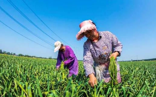 蒜薹什么時(shí)候采收?蒜薹什么時(shí)間抽