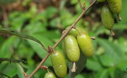 羊奶子什么時候成熟 羊奶子成熟季節