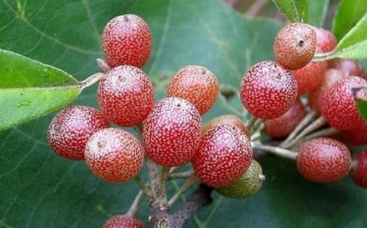 羊奶子什么時候成熟 羊奶子成熟季節