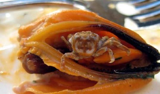 淡菜什么時候最肥?淡菜什么時候吃最好?