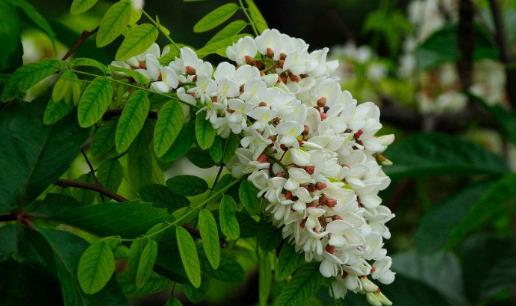 刺槐花幾月開?刺槐花什么時候開
