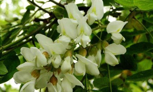 刺槐花幾月開?刺槐花什么時候開