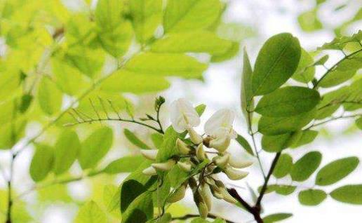 刺槐花幾月開?刺槐花什么時候開