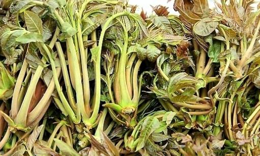 香椿什么時(shí)候扦插?香椿最佳扦插時(shí)間