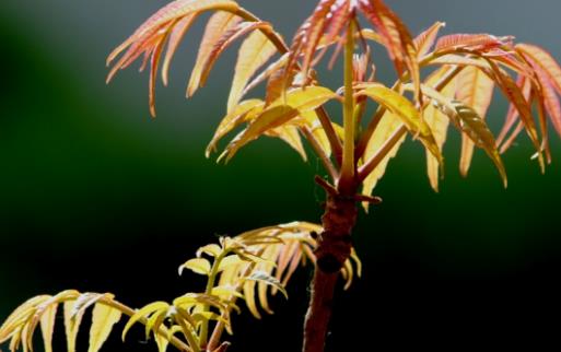 香椿什么時(shí)候扦插?香椿最佳扦插時(shí)間