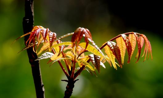 香椿什么時(shí)候扦插?香椿最佳扦插時(shí)間