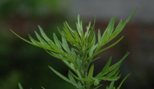 蒿子什么時候有?蒿子什么時候長?