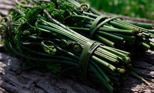 蕨菜什么時候采摘?蕨菜什么時候有?