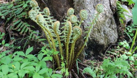 蕨菜什么時候采摘?蕨菜什么時候有?