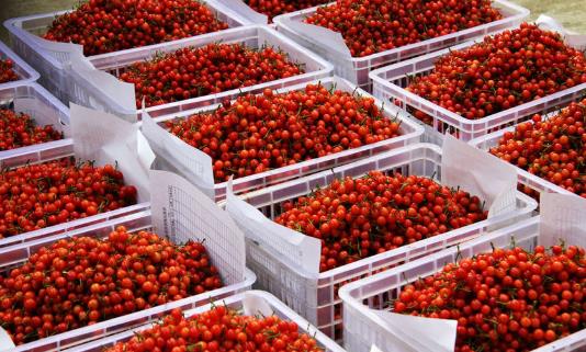 山東櫻桃什么時候上市?山東櫻桃什么時候成熟?