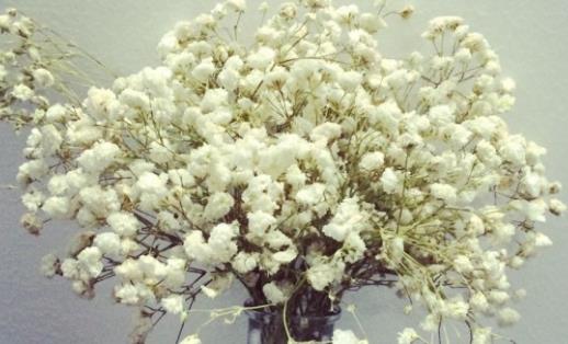 春天能種滿天星嗎?什么時候最適合種植滿天星?