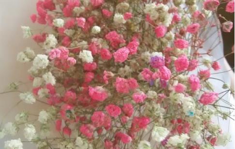 春天能種滿天星嗎?什么時候最適合種植滿天星?