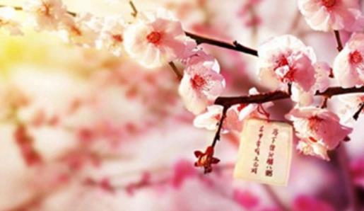 桃花酒什么時候喝好?桃花酒最佳飲用時間