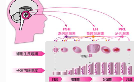 預產期的末次月經時間 預產期的末次月經是什么時候