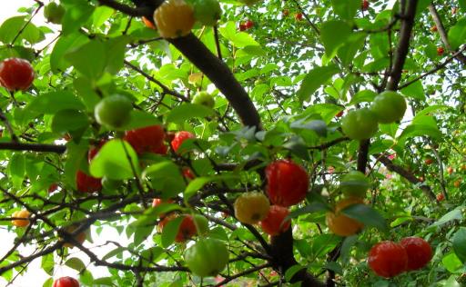 燈籠果什么時候吃最好 燈籠果最佳食用