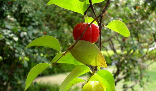 燈籠果什么時候吃最好 燈籠果最佳食用