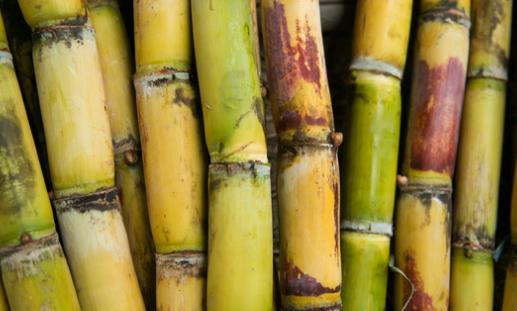 甘蔗是什么季節的 甘蔗什么時候吃最甜