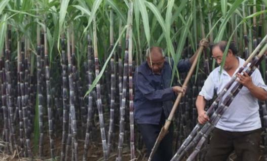 甘蔗是什么季節的 甘蔗什么時候吃最甜