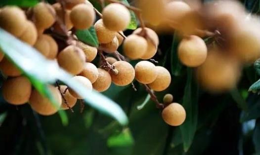 泰國龍眼什么時候上市 泰國龍眼上市時間