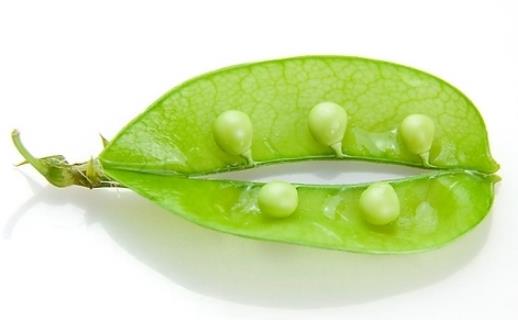 荷蘭豆種植時間 荷蘭豆什么時候種植