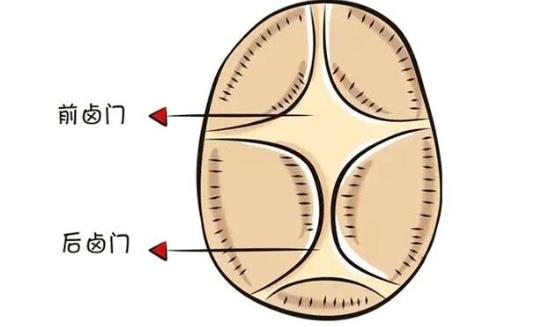 囟門閉合時間是什么時候比較好 囟門閉合最佳時間