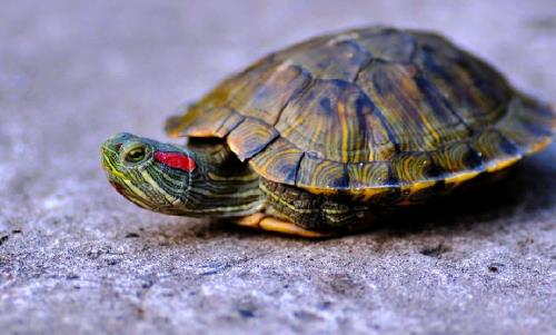 烏龜什么時候冬眠 烏龜冬眠時間