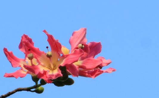 廣東異木棉什么時候能見到 異木棉花期是什么時候