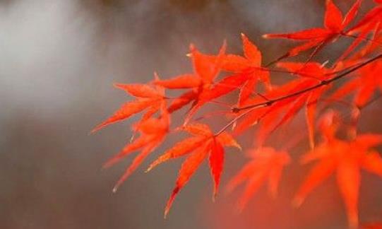 棲霞山楓葉什么時(shí)候紅 棲霞山楓葉變紅時(shí)間