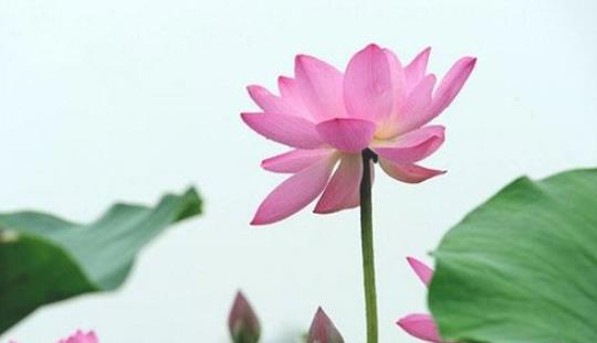 杭州的荷花什么時候盛開 杭州的荷花盛開時間