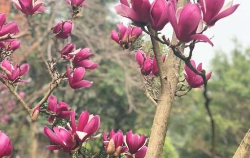 深圳園博園玉蘭花什么時候開 深圳園博園玉蘭花開花時間