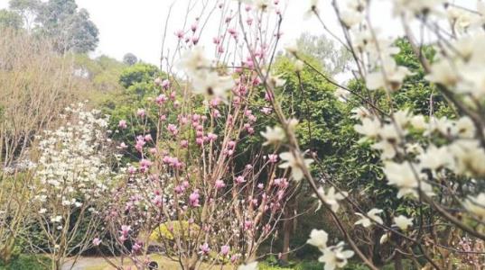 深圳園博園玉蘭花什么時候開 深圳園博園玉蘭花開花時間